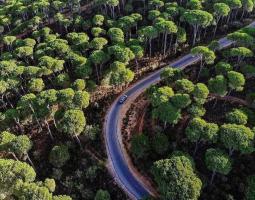 "الحركة البيئية" : غابات لبنان أمام تهديد خطير قد يؤدي إلى فقدان تراثنا البيئي