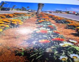 حتى لا يطير الدخان...صيدا عام ٢٠٢٧ في منافسة مع قرطبة (اسبانية)